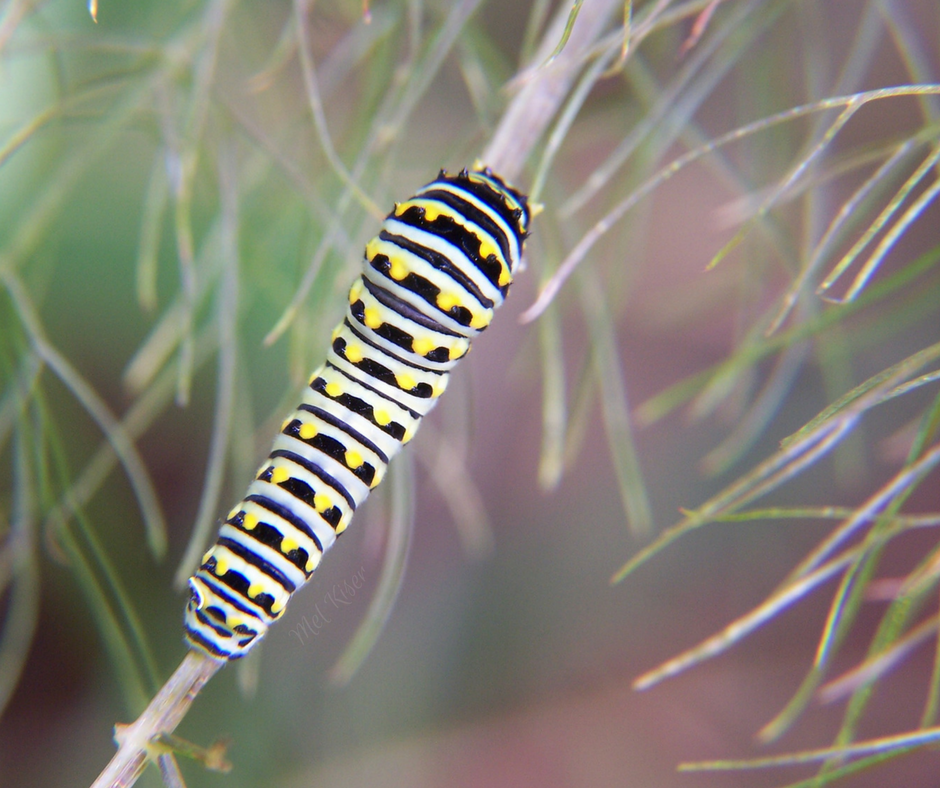 Eastern Black Swallowtail Butterfly