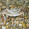 Lightfoot crab