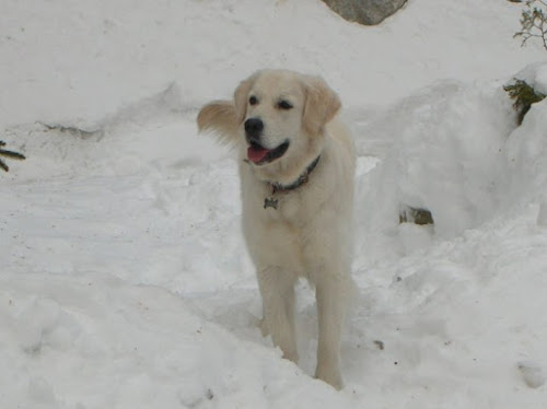 Libera nella neve di leo12