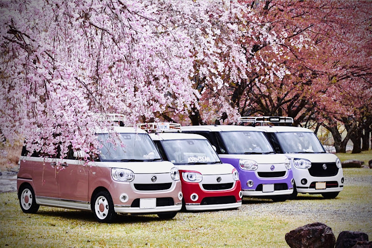 ムーヴキャンバスの桜を見る会・関西キャンバス一家・桜オフ・桜とコラボ・桜に関するカスタム事例の投稿画像9枚目