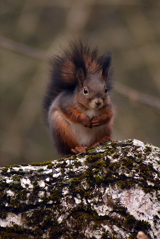 Eurasian red squirrel