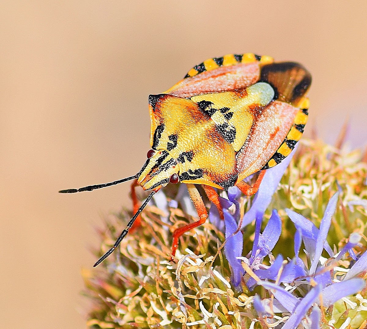 Mediterranean Shield Bug