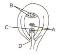 The Carpel (Megasporophyll) and the Ovule (Megasporangium)