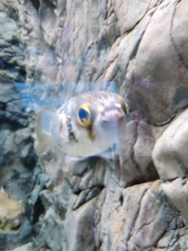 フグの微笑み