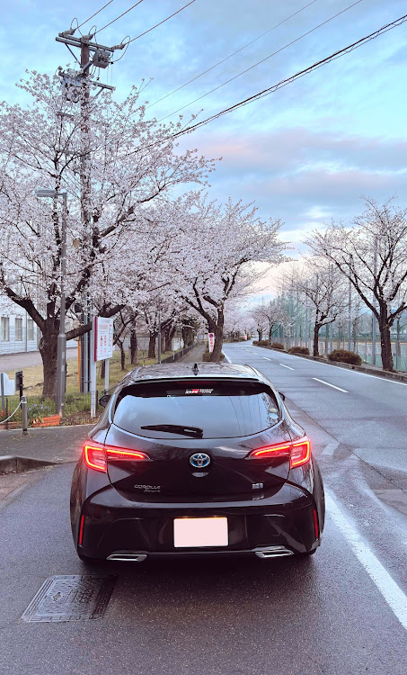 カローラスポーツの桜シーズン開幕・サクラと愛車・4月もよろしくお願い致します🌸・朝活・満開の桜に関するカスタム事例の投稿画像2枚目