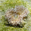 Daisy anemone. Actinia solar