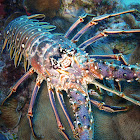 Caribbean Spiny Lobster