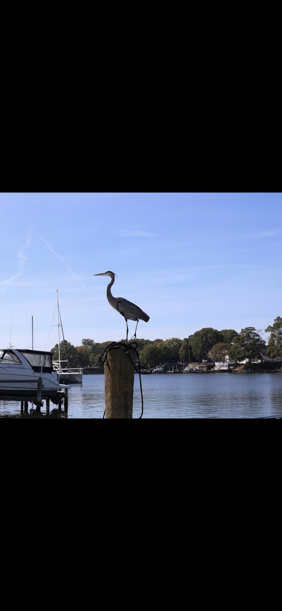 Great Blue Heron