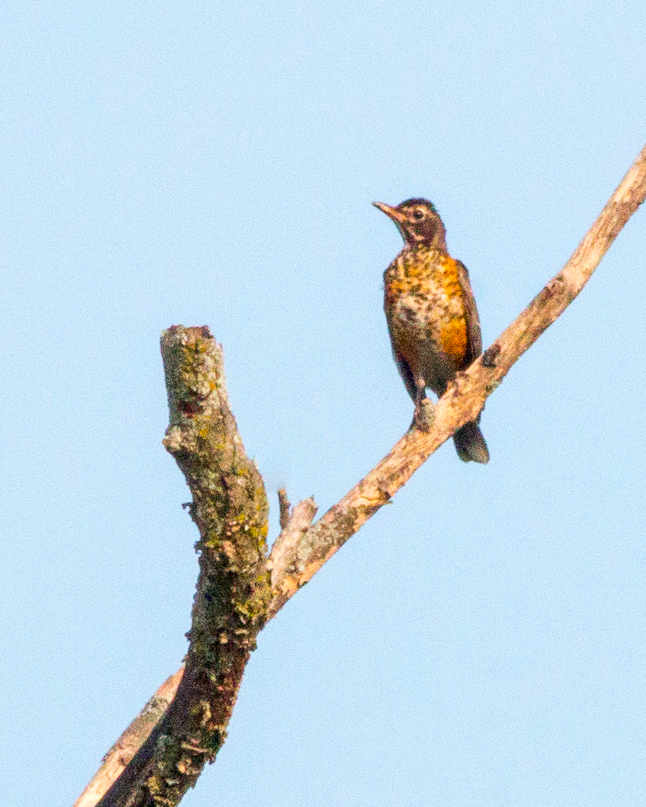 American Robin