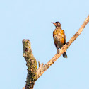 American Robin