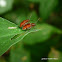 Leaf beetle