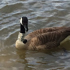 Canada goose