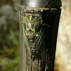 Linne's Annual Cicada