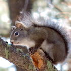 Red Squirrel