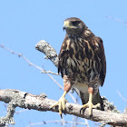 Harris's Hawk