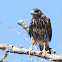 Harris's Hawk