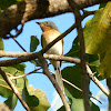 Broad-billed Flycatcher