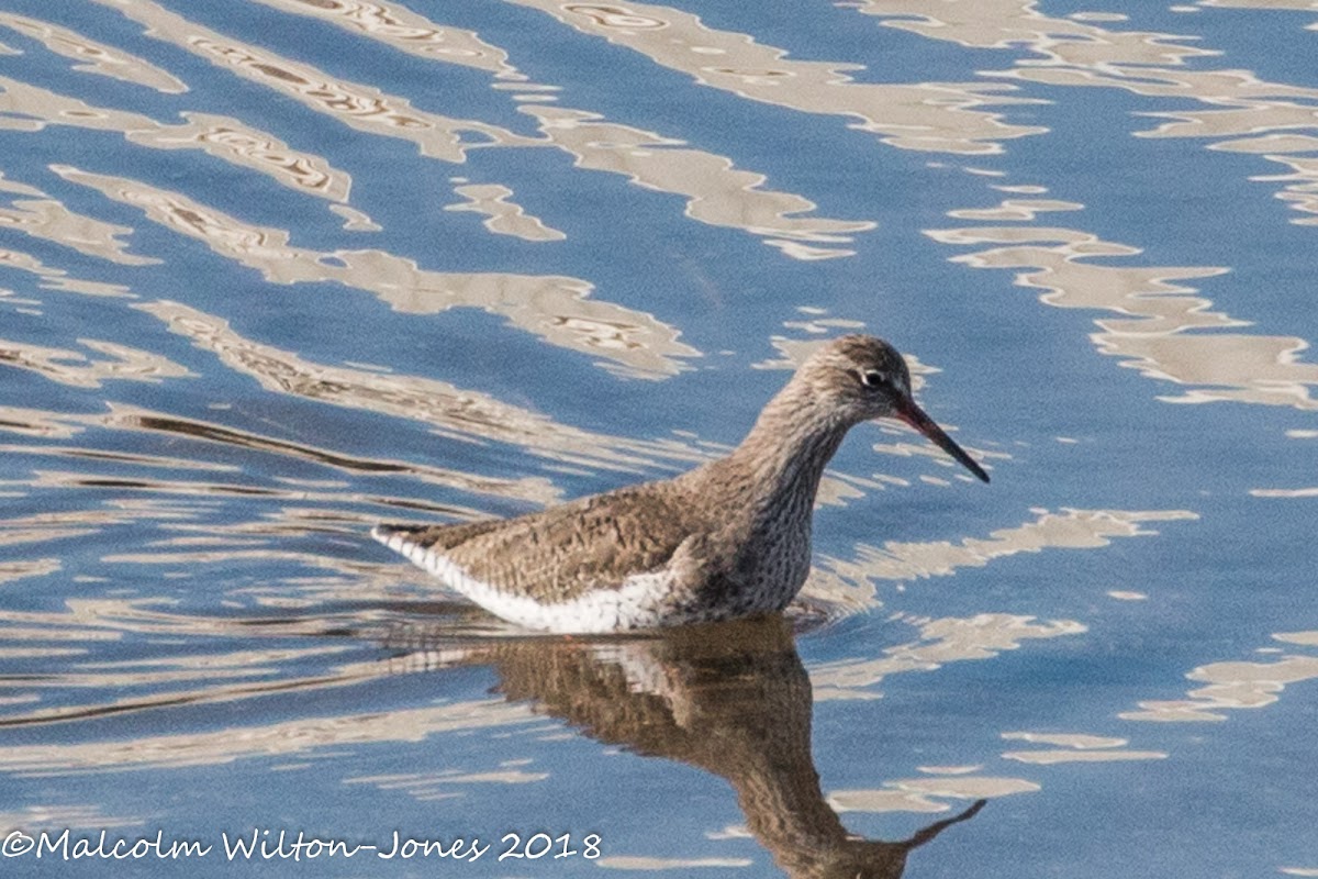 Redshank