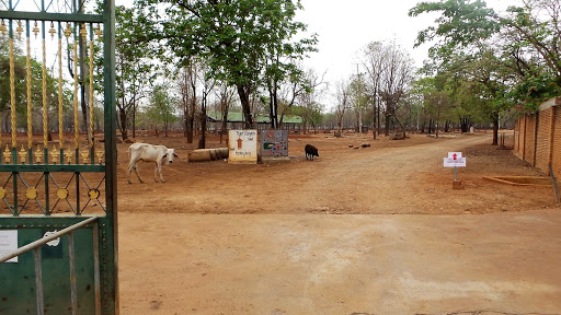 Tigers in Thailand 2016