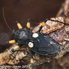 Twin-spotted Assassin Bug