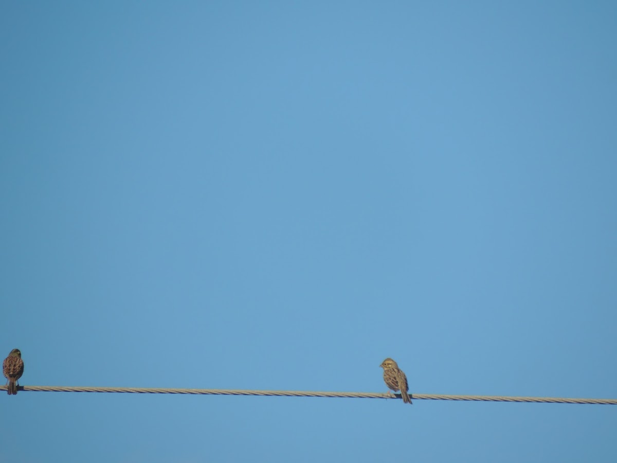 Cirl bunting