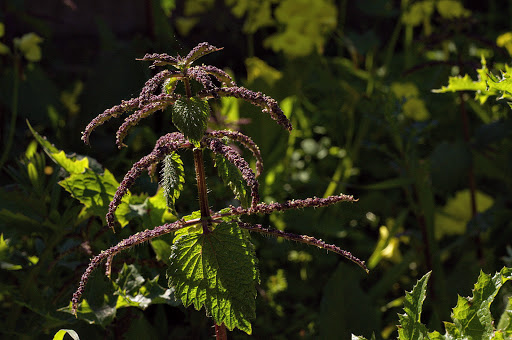 Urtica membranacea