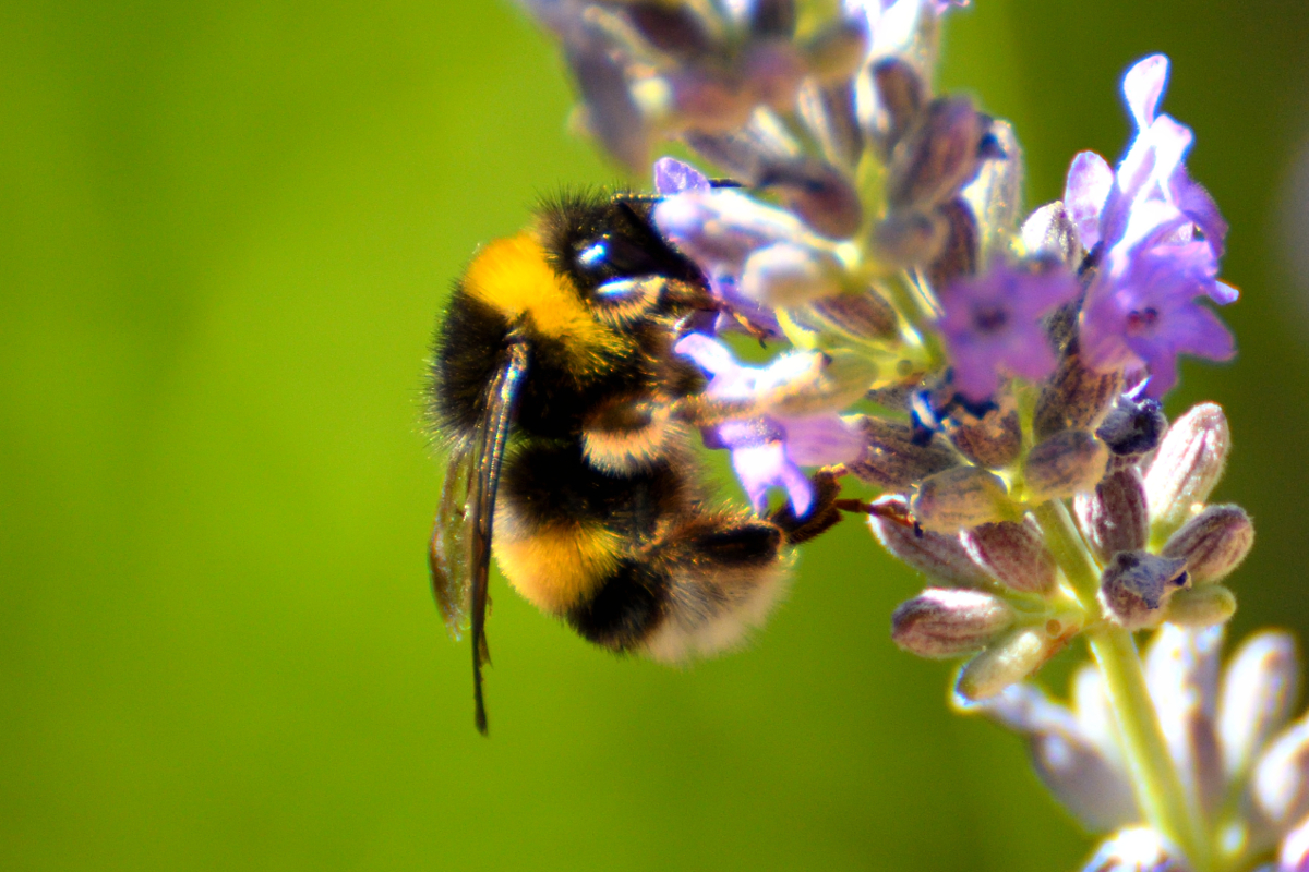 Buff-tailed Bumblebee; Abejorro Común