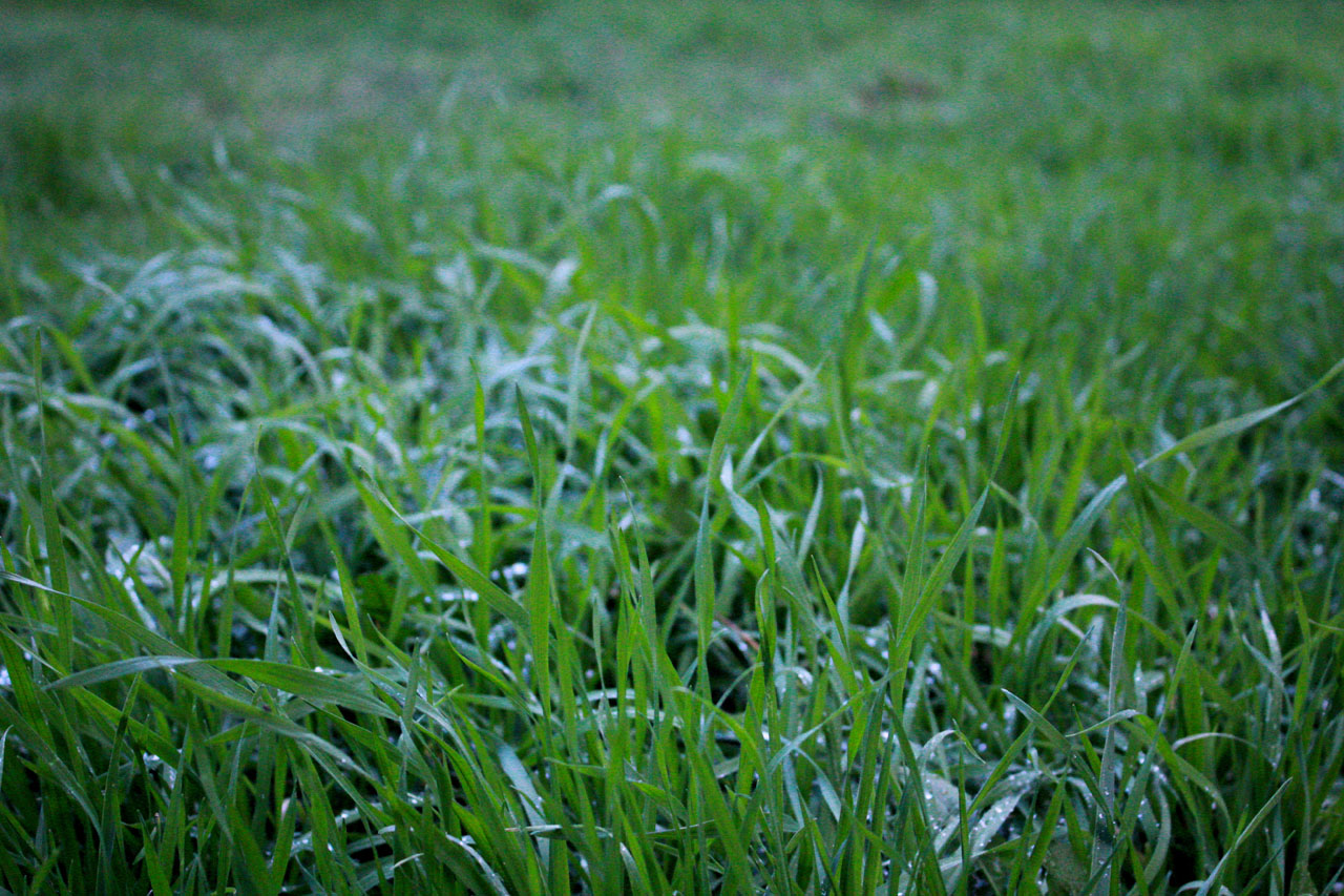 GRASS. di nazariadalbon