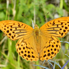 Silver-washed fritillary