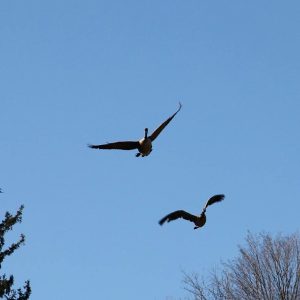 Canada Goose