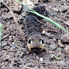 Elephant Hawk-moth or Mittlerer Weinschwärmer