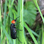 Blister Beetle