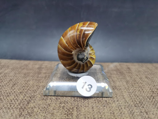 Title 5, Natural Antique Snail Fossils Ornaments Playing...