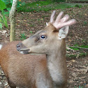 Philippine brown deer