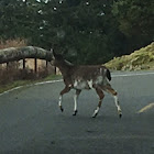 White-tailed Deer, Piebald variation