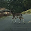 White-tailed Deer, Piebald variation