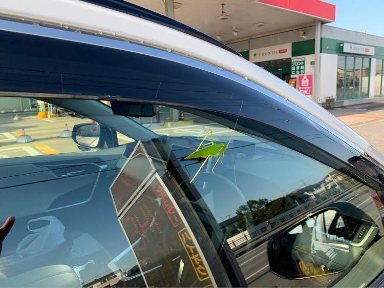 RAV4のrav4adventure・虫も大好きアーバンカーキ・クツワムシ産卵中・カメムシ臭いに関するカスタム事例の投稿画像2枚目