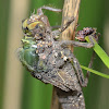 black-tailed skimmer