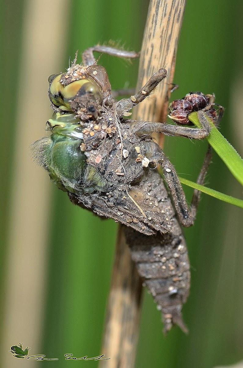 black-tailed skimmer