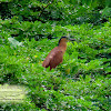 Rufous Night Heron