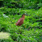 Rufous Night Heron