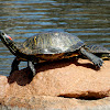 Red-Eared Slider