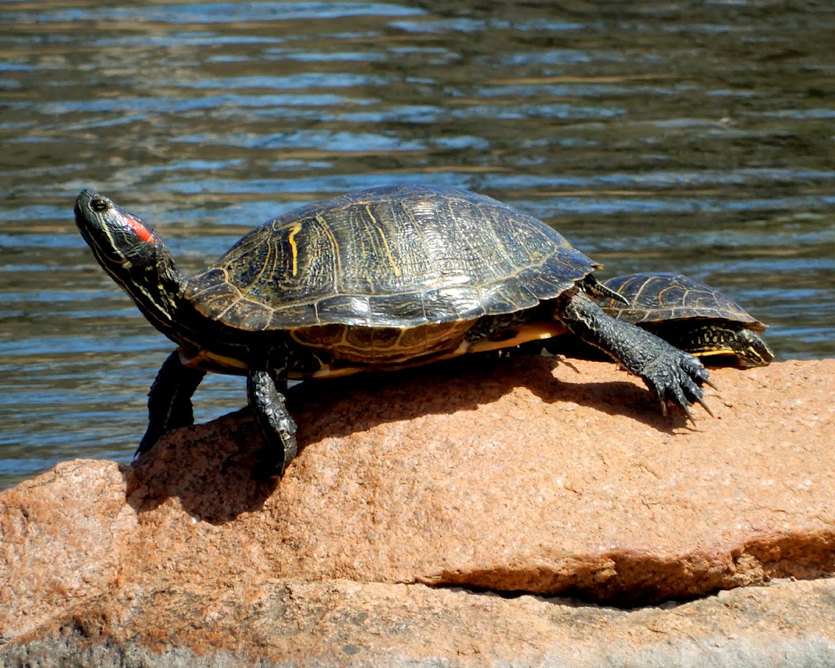 Red-Eared Slider