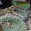 Giant Green Anemone