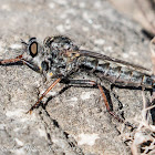 Robber Fly