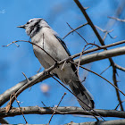 Blue jay