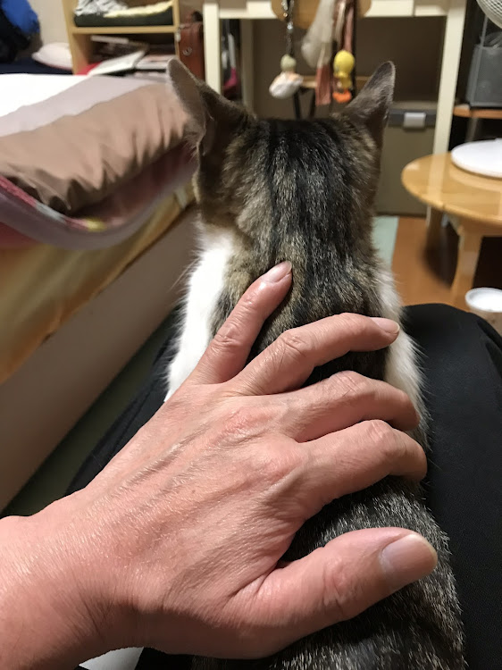 ミニ ハッチバックの愛猫紹介・CT愛猫部・1日1猫に関するカスタム事例の投稿画像2枚目