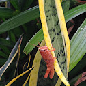 Bird Grasshopper Nypmh