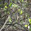 Black-crested Titmouse