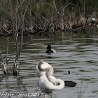 Pochard; Porrón Común